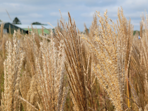 Miscanthus sinensis Ferner Osten